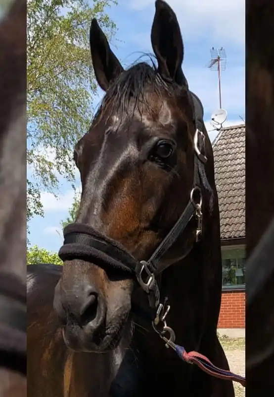 Mr. Rollercoaster före